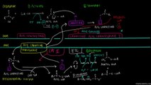 08 Fatty Acid Oxidation - Part II - Fat and protein metabolism {pyarapakistan.pk}