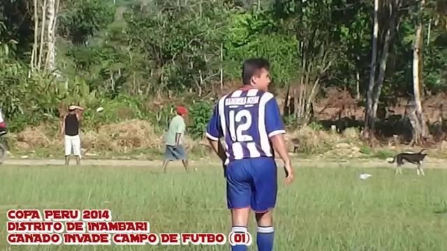 Vacas invadem campo para bater uma bola no Peru