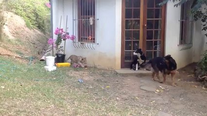 León cachorro asusta a un perro