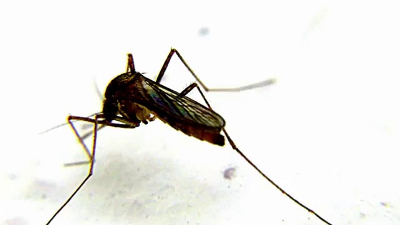 AEDES AEGYPTI DENGUE MALARIA MOSQUITO.THE LARGEST