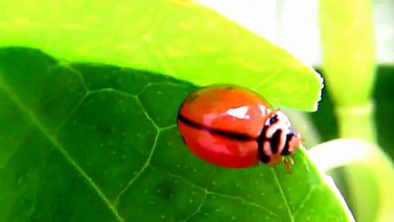 CUTE LITTLE LADY BUG