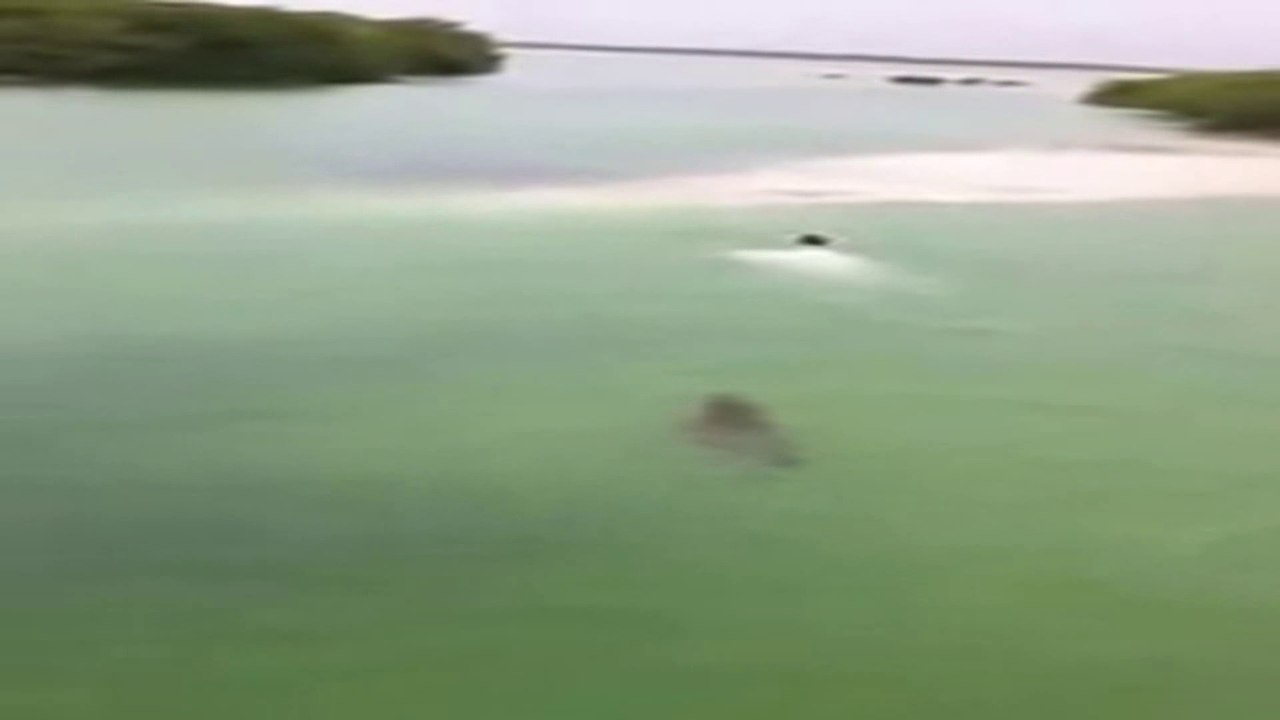 Coccodrillo insegue un turisa a Boca Paila