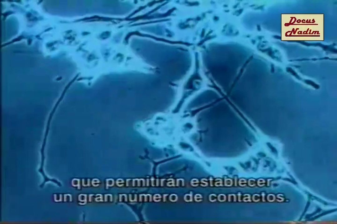 Los Tiempos De Las Neuronas 1998