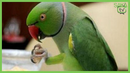 Papağanın Hazin Sonu