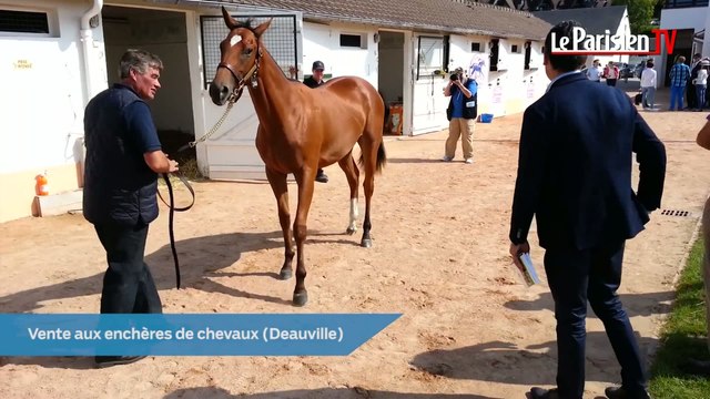Deauville : Chevaux à vendre de 15 000 euros à plus d'un million d'euros