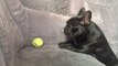 Un bulldog n'arrive pas à attraper une balle de tennis.