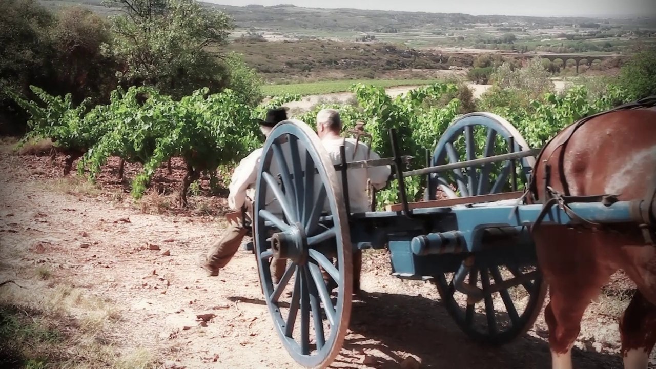 Extraits de la docu-fiction "Le Midi Viticole"