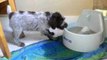 Adorable Puppy Confused by Water Bowl