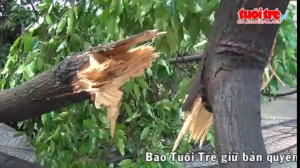 Cây xanh lại ngã sau mưa đè chết một phụ nữ