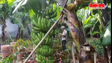 Trồng chuối “lạ” cho thu nhập cao