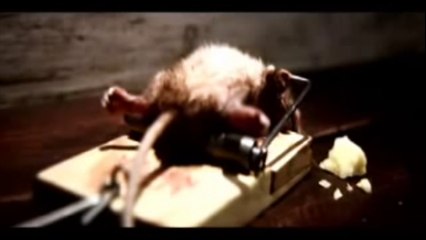 Une souris qu'on ne piège pas