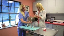 Welcome to Vero Beach Veterinary Hospital