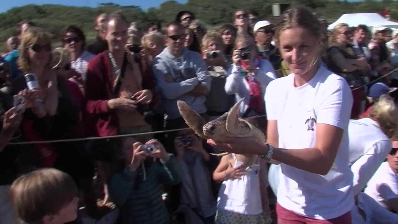 Célà tv Le JT - Deux tortues relâchées retrouvées mortes