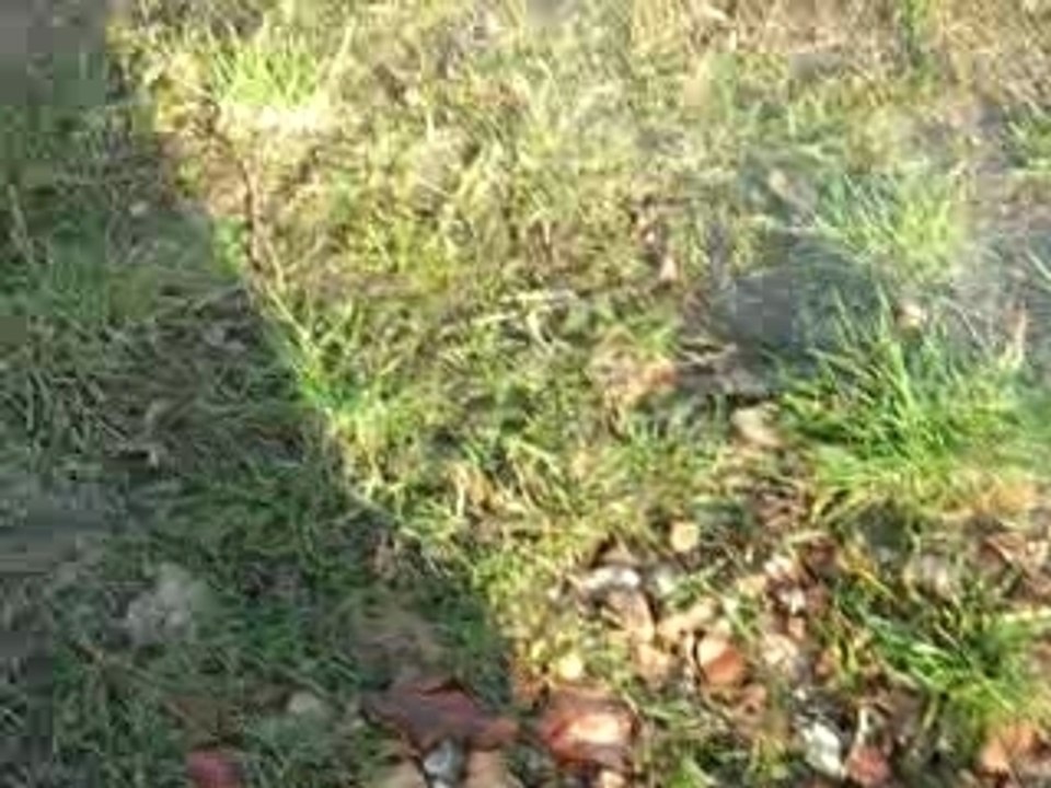 HPI SAVAGE 25 QUADS ATV RTR 02