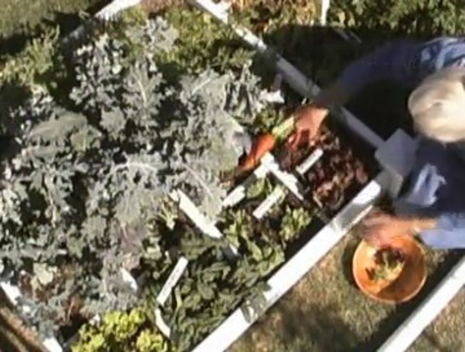 Learn how to grow your own food, fast! - Squarefoot Gardening