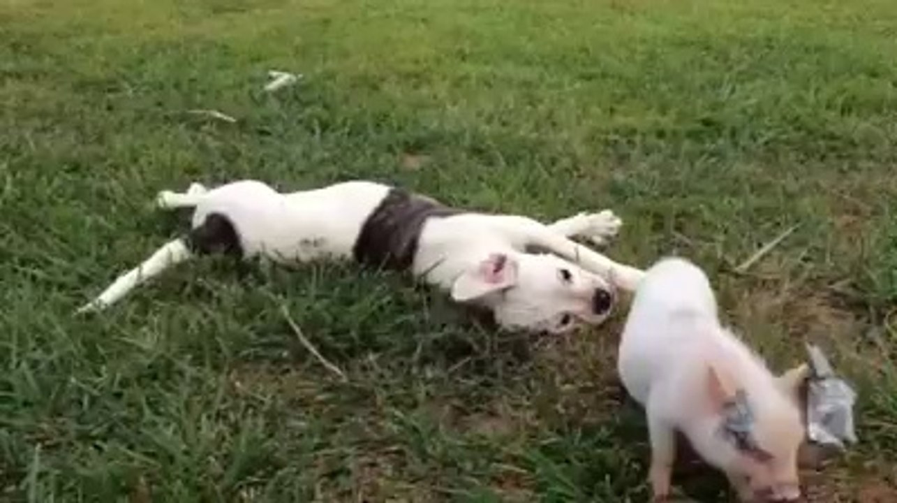 A Small Pig and Dog Fighting