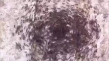 Moshing Metallic-Ants
