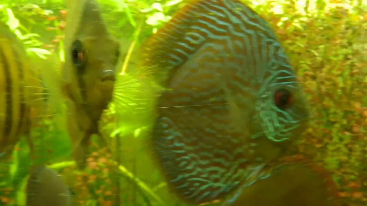 Les discus