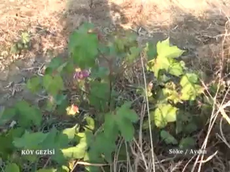 179.Bölüm Aydın söke Pamuk Tarlası