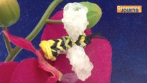 Comment créer une abeille en élastiques avec Rainbow Loom