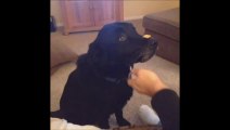 Funny Videos - Extremely Funny Animal Videos - Funny Dogs Videos Compilation - Funny Cats Vines