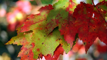 Quran in English - Chapter 84 - ClearQuran