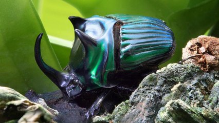 Quran in English - Chapter 73 - ClearQuran