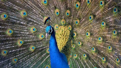 Quran in English - Chapter 72 - ClearQuran