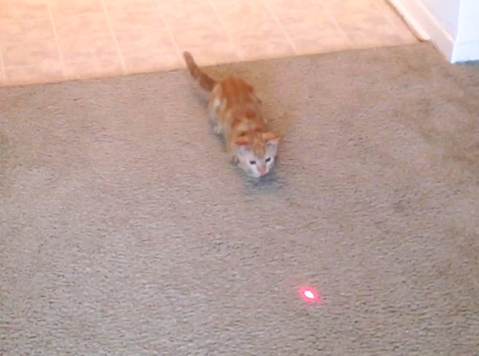 Cute Kitten's Laser Chase Fail (kitten slip/fall)