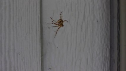 Spider freaks out at man's singing voice.