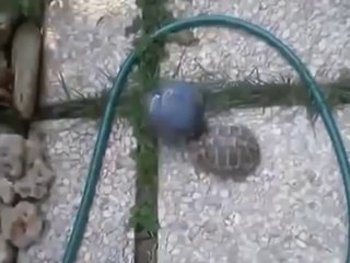 Aggressive Turtle 'Tortoise' playing ball with a dog - Full Video.