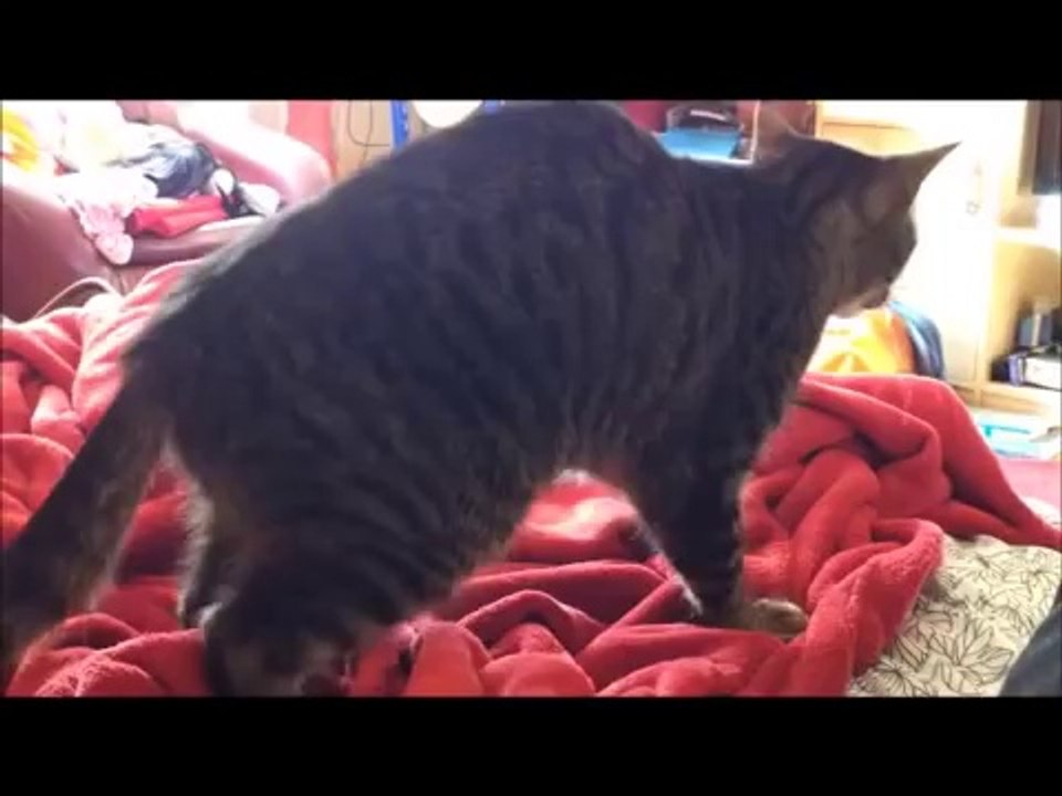 Cat loves blanket - Katze liebt Decke.