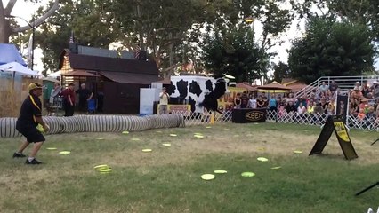 Frisbee Dog SLOW-MOTION.