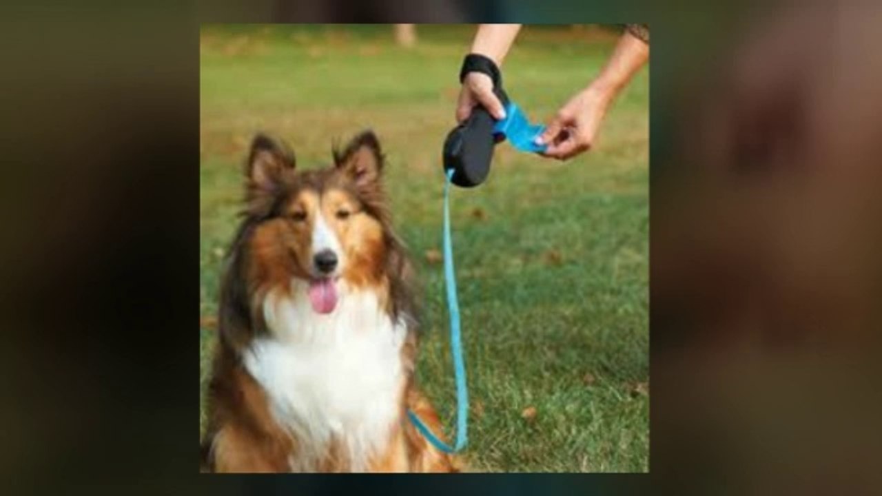Best Dog Collars