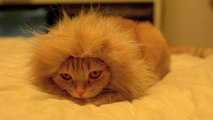 ライオンに変身する猫 Transform oneself from Cat to Lion。Telumi0344348600