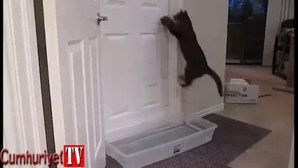 Azimli kedinin kapı açma tekniği