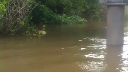 crocodile cruise on Adelaide River