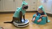 Chat VS bébé : combat de petits requins