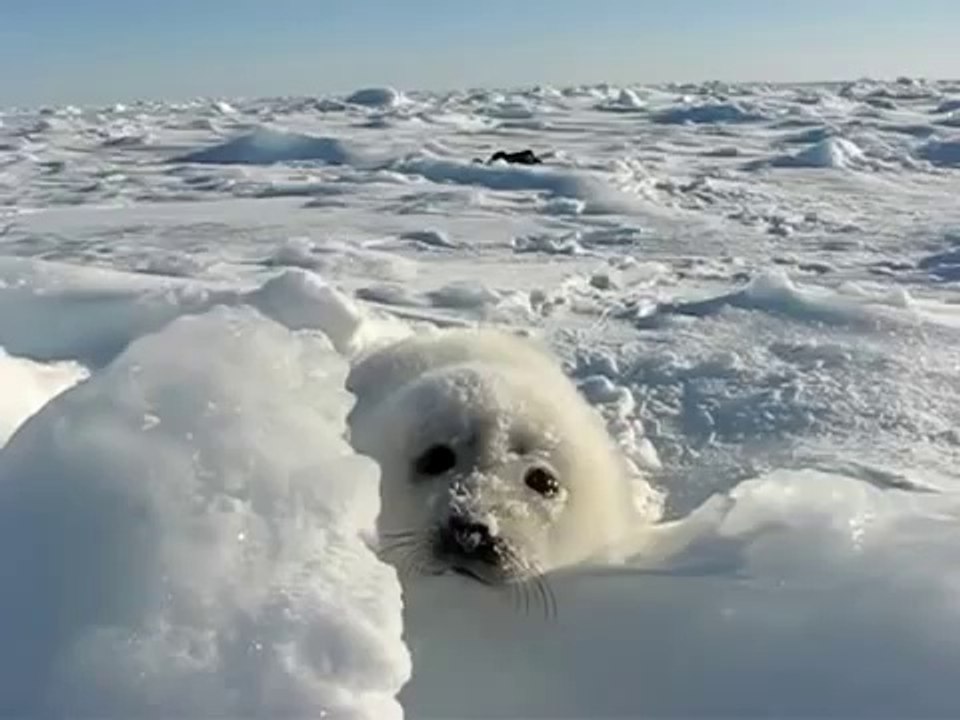 Baby Seal lost in the Snow : adorable