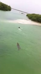 Swimmer chassed by a crocodile.