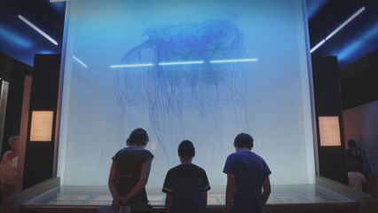 Méduses et Jeux d’eau – Muséum d’Histoire Naturelle du Havre