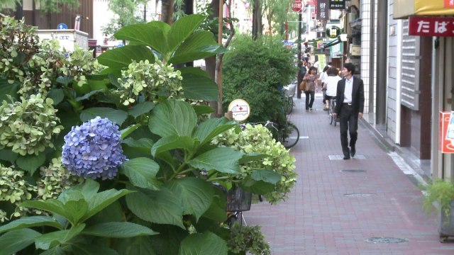 Green power blooms as Japan unveils 'hydrangea solar cell'