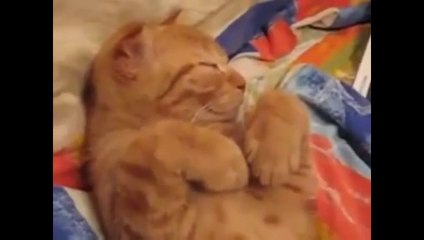 Funny Cats XD   PART 5