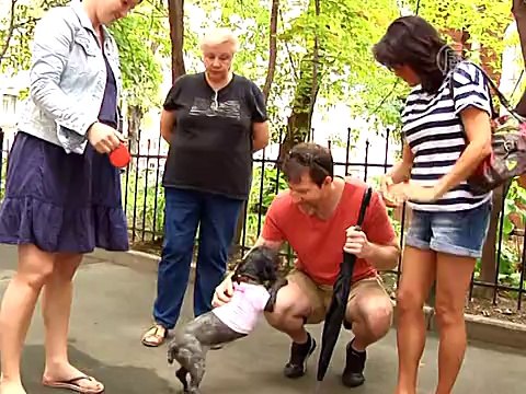 Выставка бездомных животных проходит в Москве