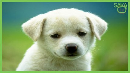 Köpeğin Komik Oyunu Ve Sonu