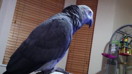 Funny Parrot singing Twinkle little star and Old Mcdonald