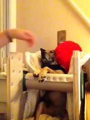 Bicycle The Dog In His Bailey Chair (after his meal)