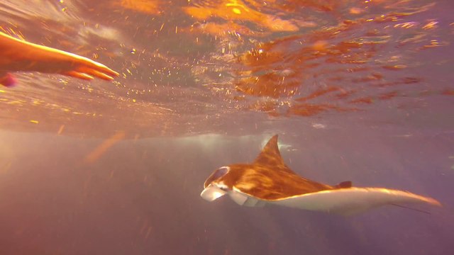 Manta Bay Nusa Penida Bali - snorkeling trip with the Sadeg Lembongan hotel staff