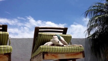 Beans The Whippet Does a Booty Dance (with bonus head stand)