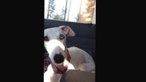 Beans The Whippet is a Swiper